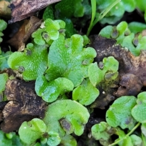 Lunularia cruciata at Coree, ACT - 15 Jul 2022