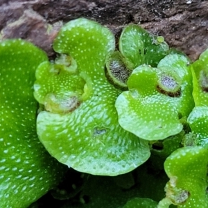 Lunularia cruciata at Coree, ACT - 15 Jul 2022