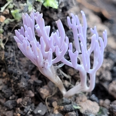 Ramariopsis pulchella at Coree, ACT - 15 Jul 2022 by trevorpreston