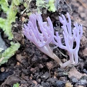 Ramariopsis pulchella at Coree, ACT - 15 Jul 2022