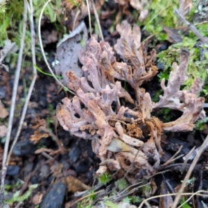 Clavulina vinaceocervina at Coree, ACT - 15 Jul 2022