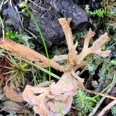 Clavulina vinaceocervina at Coree, ACT - 15 Jul 2022