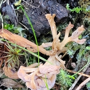 Clavulina vinaceocervina at Coree, ACT - 15 Jul 2022