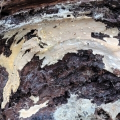 Corticioid fungi at Coree, ACT - 15 Jul 2022 by trevorpreston