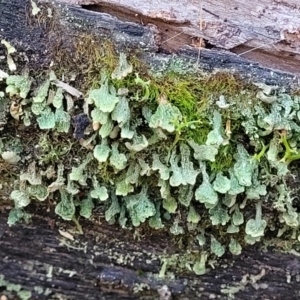 Thysanothecium scutellatum at Coree, ACT - 15 Jul 2022