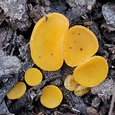 Phaeohelotium (Discinella terrestris aggregate) at Coree, ACT - 15 Jul 2022 by trevorpreston