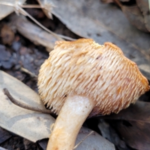 Hydnum 'repandum group' at Coree, ACT - 15 Jul 2022 12:54 PM