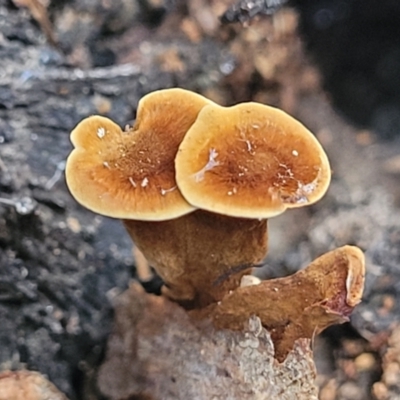 Coltricia sp. at Coree, ACT - 15 Jul 2022 by trevorpreston