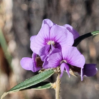 Hovea heterophylla (Common Hovea) at Coree, ACT - 15 Jul 2022 by trevorpreston