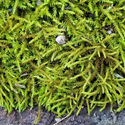 Triquetrella (A trailing moss) at Coree, ACT - 15 Jul 2022 by trevorpreston