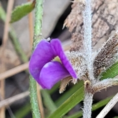 Hovea heterophylla (Common Hovea) at Coree, ACT - 15 Jul 2022 by trevorpreston