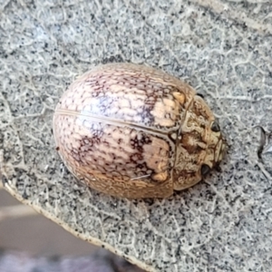 Paropsisterna laesa species complex at Coree, ACT - 15 Jul 2022