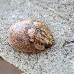 Paropsisterna laesa species complex at Coree, ACT - 15 Jul 2022