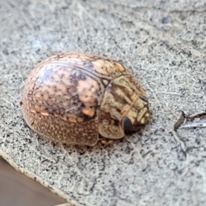 Paropsisterna laesa species complex at Coree, ACT - 15 Jul 2022