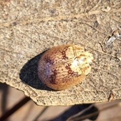 Paropsisterna laesa species complex at Coree, ACT - 15 Jul 2022