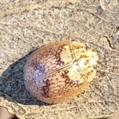 Paropsisterna laesa species complex at Coree, ACT - 15 Jul 2022