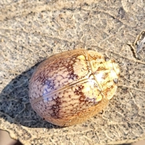 Paropsisterna laesa species complex at Coree, ACT - 15 Jul 2022