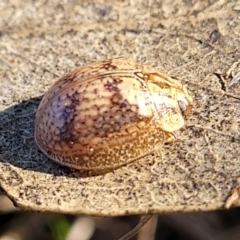 Paropsisterna laesa species complex at Coree, ACT - 15 Jul 2022