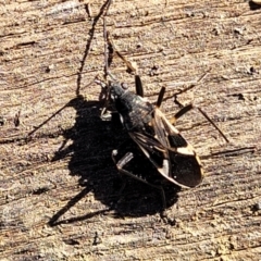 Dieuches maculicollis (Black-and-white seed bug) at Coree, ACT - 15 Jul 2022 by trevorpreston