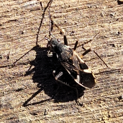 Dieuches maculicollis (Black-and-white seed bug) at Coree, ACT - 15 Jul 2022 by trevorpreston