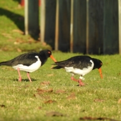 Haematopus longirostris (Australian Pied Oystercatcher) at Mallacoota, VIC - 15 Jul 2022 by GlossyGal