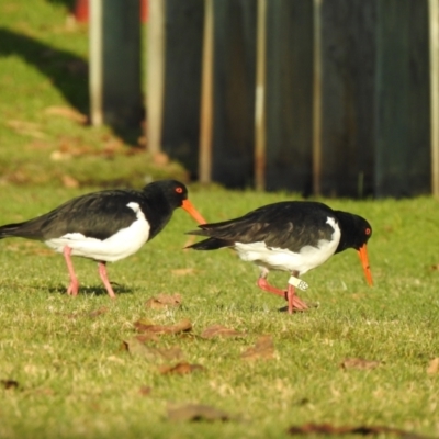 Haematopus longirostris (Australian Pied Oystercatcher) at Mallacoota, VIC - 15 Jul 2022 by GlossyGal