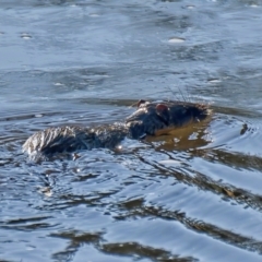 Hydromys chrysogaster (Rakali or Water Rat) at Molonglo River Reserve - 15 Jul 2022 by Kenp12
