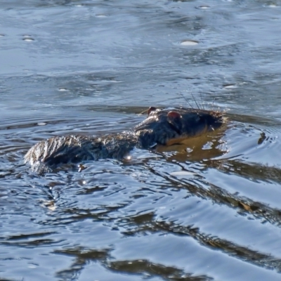 Hydromys chrysogaster (Rakali or Water Rat) at Molonglo Valley, ACT - 15 Jul 2022 by Kenp12