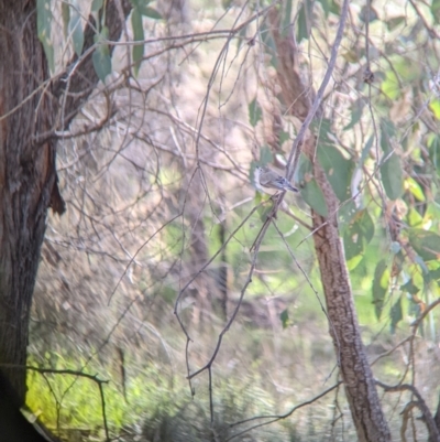 Gerygone fusca (Western Gerygone) at Table Top, NSW - 15 Jul 2022 by Darcy