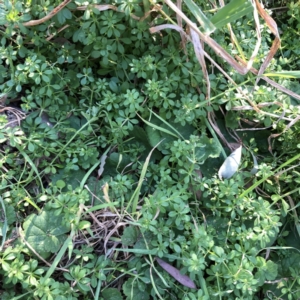 Galium aparine at Hughes, ACT - 15 Jul 2022