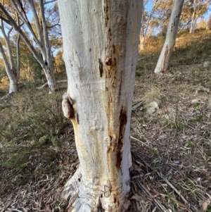 Eucalyptus rossii at QPRC LGA - 15 Jul 2022