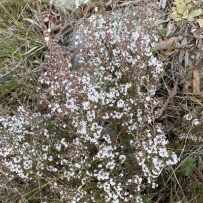 Styphelia attenuata (Small-leaved Beard Heath) at Jerrabomberra, NSW - 15 Jul 2022 by SteveBorkowskis