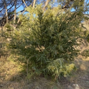 Acacia covenyi at Jerrabomberra, NSW - 15 Jul 2022