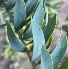 Acacia covenyi at Jerrabomberra, NSW - 15 Jul 2022