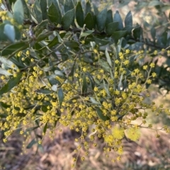 Acacia covenyi at Jerrabomberra, NSW - 15 Jul 2022