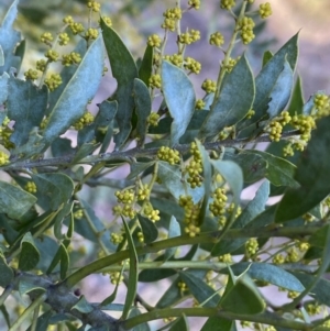 Acacia covenyi at Jerrabomberra, NSW - 15 Jul 2022