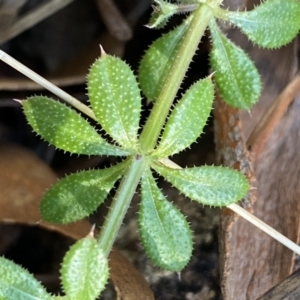 Galium aparine at Jerrabomberra, NSW - 15 Jul 2022 03:57 PM