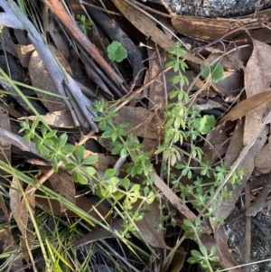 Galium aparine at Jerrabomberra, NSW - 15 Jul 2022 03:57 PM