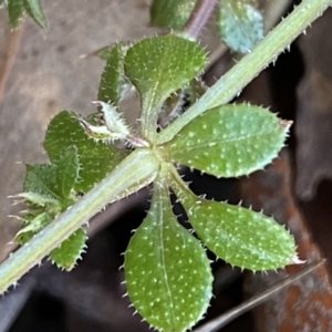 Galium aparine at Jerrabomberra, NSW - 15 Jul 2022 03:57 PM