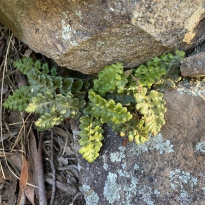 Pleurosorus rutifolius (Blanket Fern) at Jerrabomberra, NSW - 15 Jul 2022 by Steve_Bok