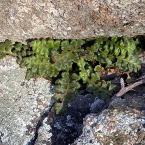 Asplenium subglandulosum at Jerrabomberra, NSW - 15 Jul 2022 03:55 PM