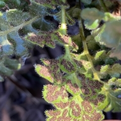 Asplenium subglandulosum at Jerrabomberra, NSW - 15 Jul 2022 03:55 PM