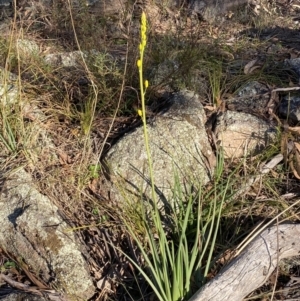 Bulbine glauca at Jerrabomberra, NSW - 15 Jul 2022