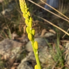 Bulbine glauca at Jerrabomberra, NSW - 15 Jul 2022 03:52 PM