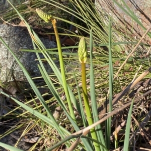 Bulbine glauca at Jerrabomberra, NSW - 15 Jul 2022 03:52 PM