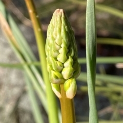 Bulbine glauca at Jerrabomberra, NSW - 15 Jul 2022 03:52 PM