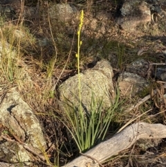 Bulbine glauca at Jerrabomberra, NSW - 15 Jul 2022 03:52 PM