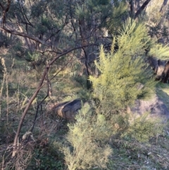 Acacia boormanii (Snowy River Wattle) at Jerrabomberra, NSW - 15 Jul 2022 by Steve_Bok
