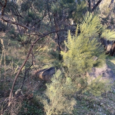 Acacia boormanii (Snowy River Wattle) at Jerrabomberra, NSW - 15 Jul 2022 by SteveBorkowskis