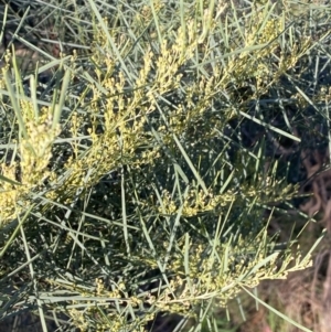 Acacia boormanii at Jerrabomberra, NSW - 15 Jul 2022 03:38 PM